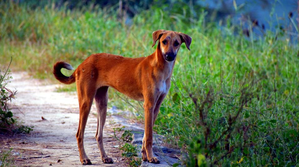 Köpek Yaşı Nasıl Hesaplanır?